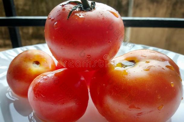 新鲜的红色的成熟的番茄满的深度关于田