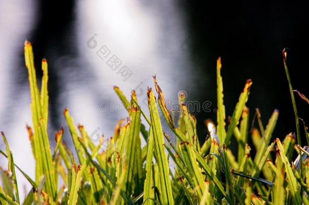 植物生长的河边;绿色的树叶;植物和河