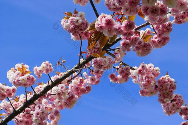 引人注目的和明亮的蔷薇科树坎赞日本人开花樱桃双的