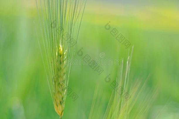 高地的大麦,作物,谷物,植物,风景,背景,