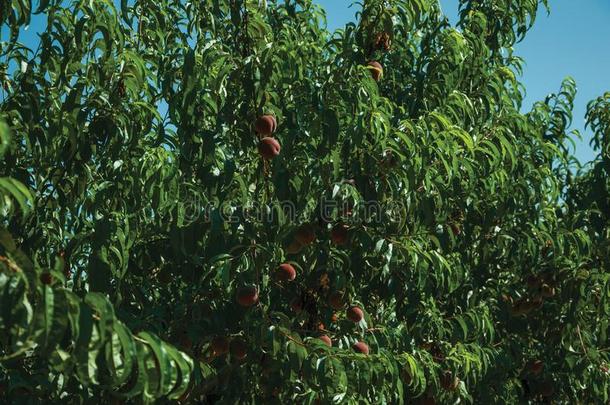 果园和<strong>桃子树</strong>满载的和成熟的成果