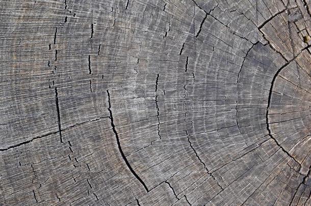 抽象的灰色的背景.木材质地.