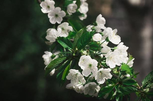 白色的苹果花采用指已提到的人花园