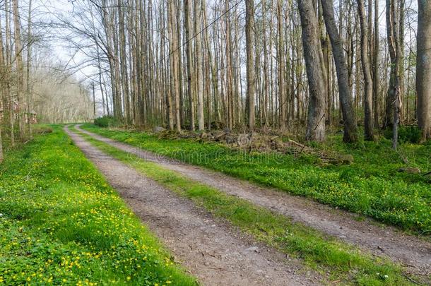 美丽的国家路通过一颓废的森林在旁边春季