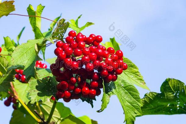 红色的浆果关于一欧洲荚蒾玫瑰或荚莲属的植物奥普卢斯关-在上面一g一ins