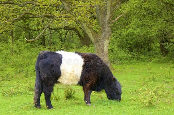束带的苏格兰Galloway原产的马奶牛-萨里式游览马车小山,英格兰
