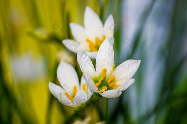 装饰的白色的花<strong>雨</strong>百合花葱莲属大花蔷薇