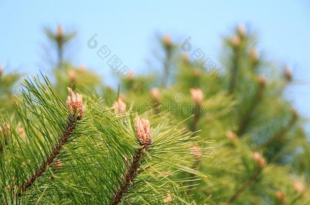 松树针和松树花