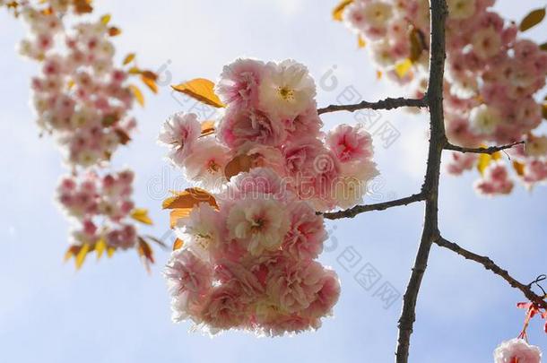 引人注目的和明亮的蔷薇科树坎<strong>赞</strong>日本人开花樱桃双的