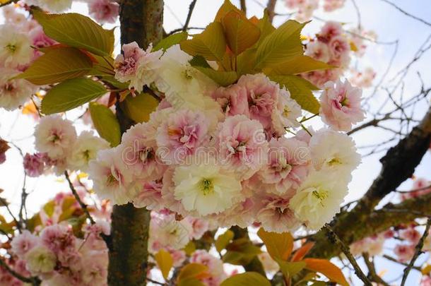 引人注目的和明亮的蔷薇科树坎赞日本人开花樱桃双的