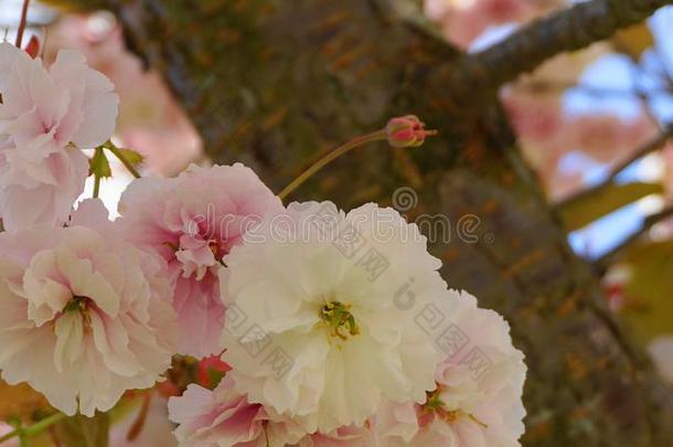 引人注目的和明亮的蔷薇科树坎<strong>赞</strong>日本人开花樱桃双的
