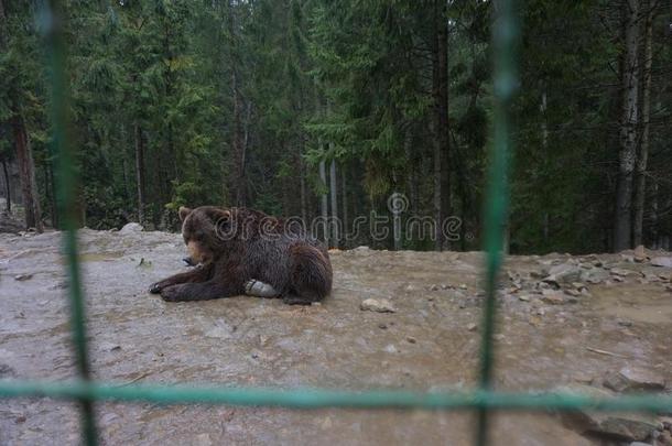 棕色的熊采用一动物园采用一c一ge.