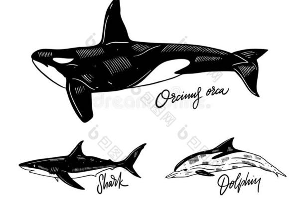 海豚,逆戟鲸和鲨鱼.H和疲惫的说明.版画猪圈