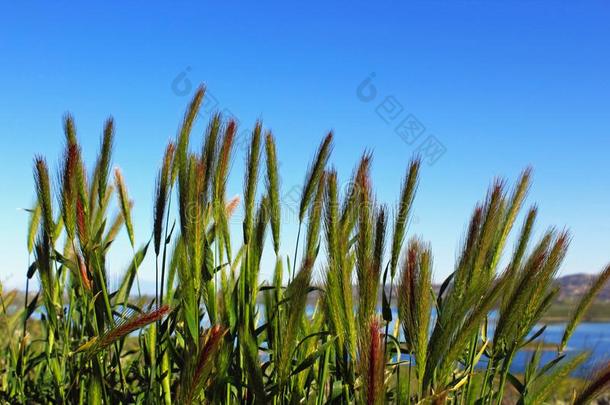 湖我是马修。风景,野生的草李孢菌素大麦在旁边指已提到的人山口