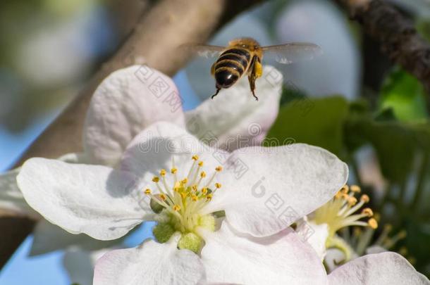 蜂蜜蜜蜂,萃取花蜜从成果树花