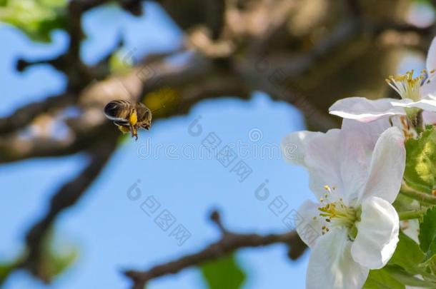 蜂蜜蜜蜂,萃取花蜜从成果树花