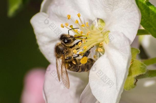 蜂蜜蜜蜂,萃取花蜜从成果树花