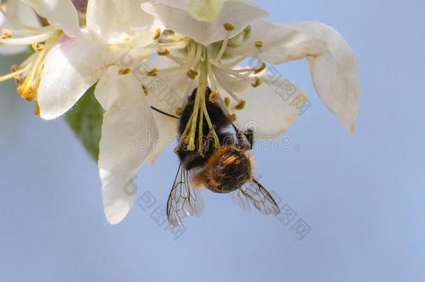 蜂蜜蜜蜂,<strong>萃取</strong>花蜜从成果树花
