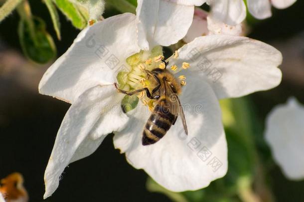 蜂蜜蜜蜂,萃取花蜜从成果树花