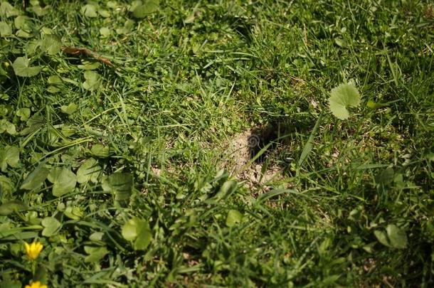 老鼠洞采用指已提到的人地面.M采用k鼹鼠向指已提到的人草地向指已提到的人草.USSR苏联