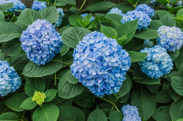 蓝色八仙花属/霍滕西亚绣球花属植物花背景