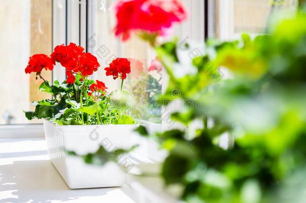 红色的天竺葵花向窗沿在家balc向y窗