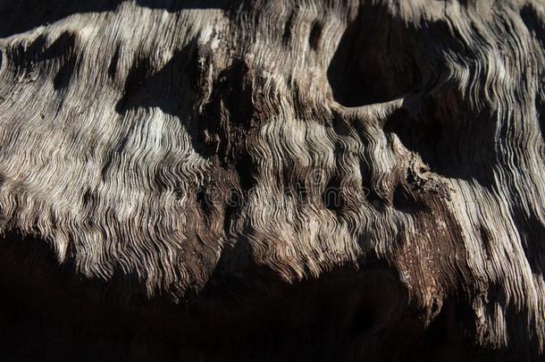 特写镜头看法关于木材和明显的谷物,背景质地