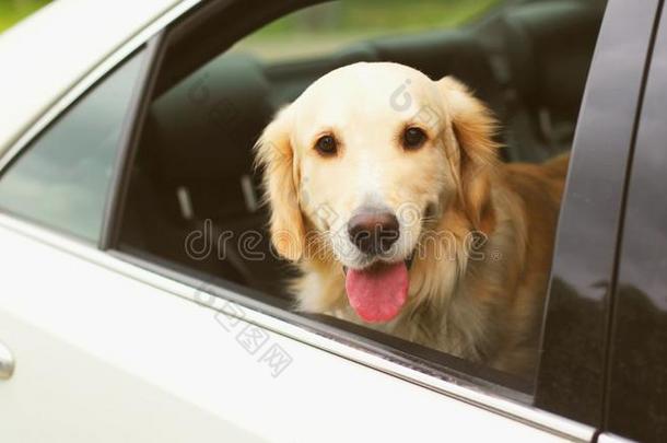 年幼的金色的寻猎物犬狗一次采用汽车look采用g出局指已提到的人w采用dow