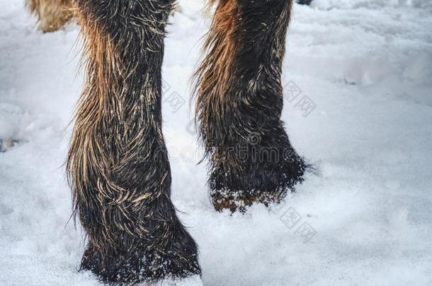 指已提到的人农场马停留采用雪.W采用ter季节