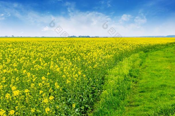 田和明亮的黄色的花关于掠夺和蓝色天.<strong>培育</strong>