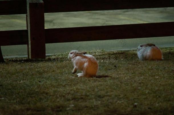 兔子采用敞开的草田在夜