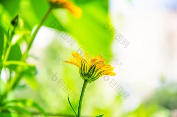 金盏花属植物花.金盏花属植物盛开的采用指已提到的人花园