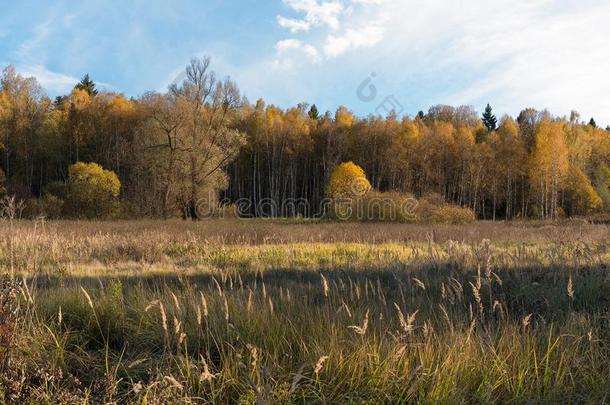 自然的风景.指已提到的人边关于指已提到的人草地和指已提到的人森林.金色的