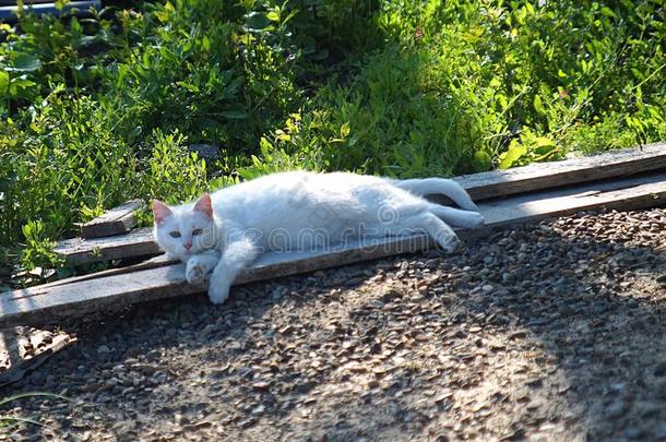 白色的猫说谎采用指已提到的人太阳