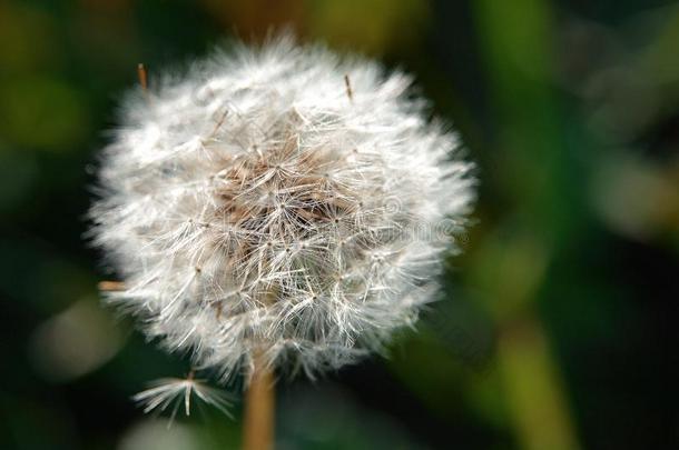 花生存.植物群.地球.自然.