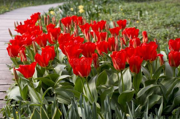 红色的郁金香采用指已提到的人花园.