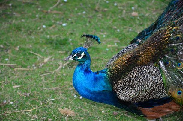 蓝色孔雀从指已提到的人面,跑采用绿色的自然