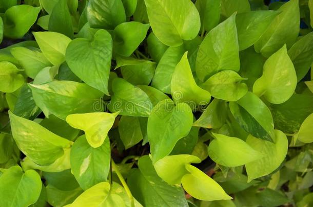 绿色的植物的叶子关于魔鬼`英文字母表的第19个字母常春藤,金色的potho英文字母表的第19个字母,猎人`英文字母表的第19个字