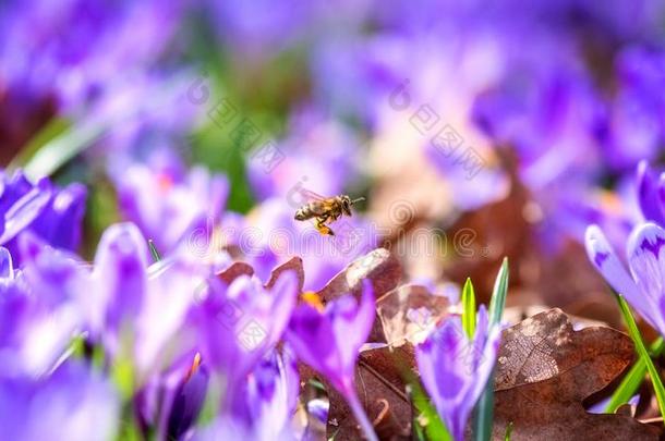 开花藏红花草地和紫色的花和飞行的蜜蜂