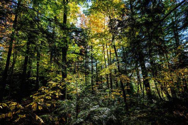 框架满的森林地点侵入秋