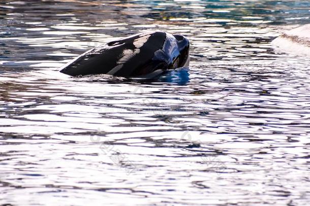 哺乳动物逆戟鲸凶手鲸鱼