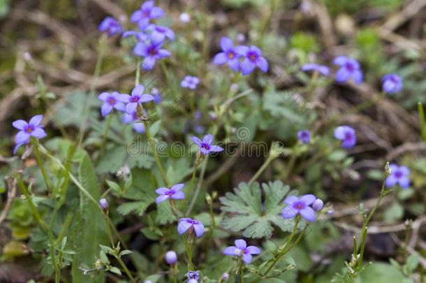 极小的开蓝花的植物碧海情缘-休斯顿帕西拉