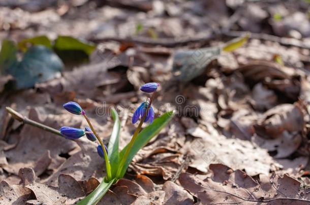 第一春季花蓝色雪花莲