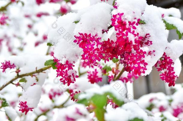 关在上面关于红色的-开花小葡萄干花cove红色的采用雪