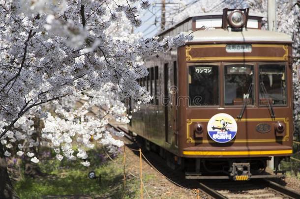 樱桃花隧道,基弗库线条,阿拉山山,京都.铁路