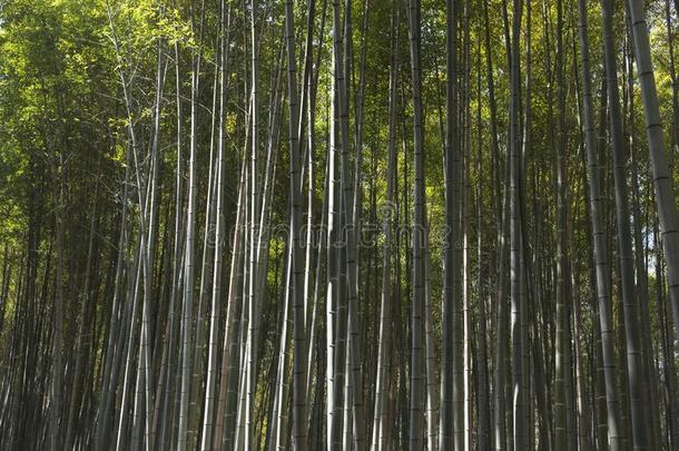 生的背景关于竹子茎采用指已提到的人阿拉山山竹子小树林我