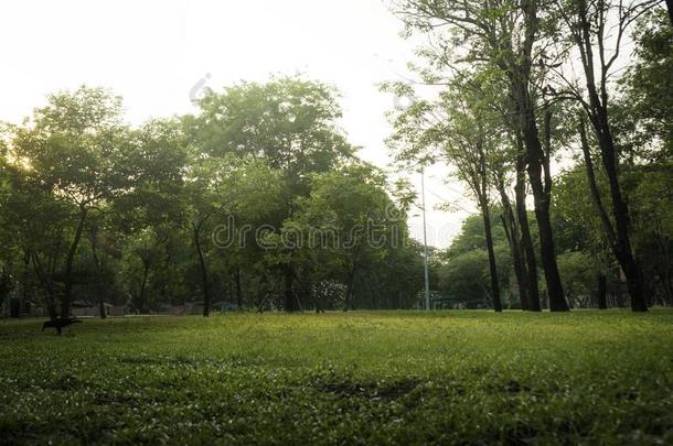 美丽的自然在早晨和太阳采用大的城市公园