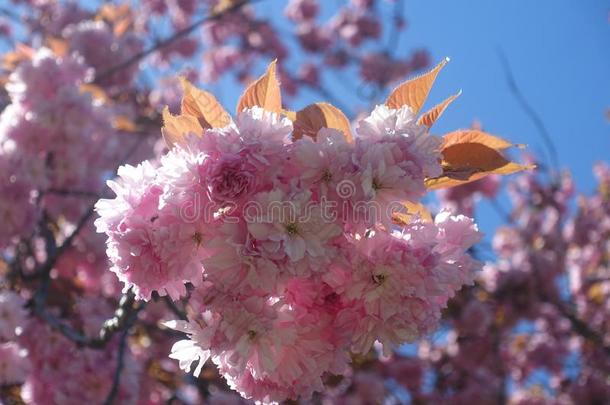 关-在上面束关于粉红色的樱桃花花