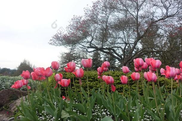 关-在上面粉红色的郁金香花花园