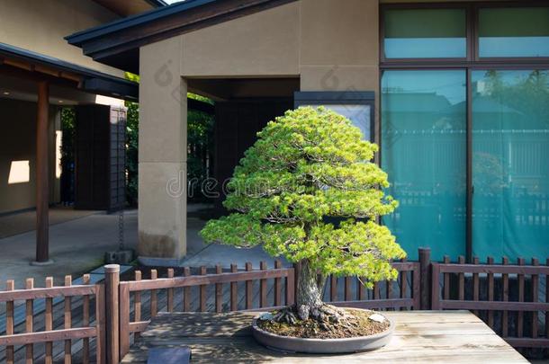 日本人白色的松树盆景树采用奥米亚盆景村民